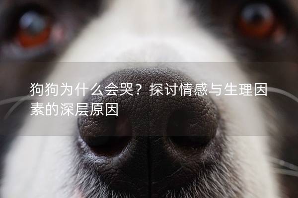 狗狗為什么會哭？探討情感與生理因素的深層原因