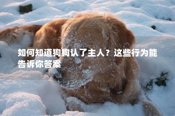 如何知道狗狗認了主人?這些行為能告訴你答案 如何知道狗狗認了主人?這些行為能告訴你答案