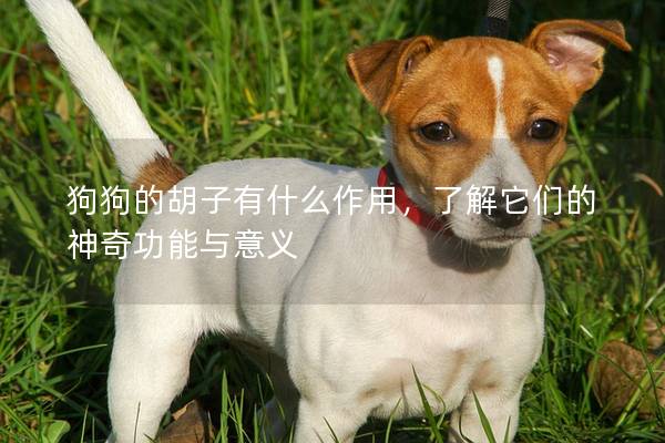 狗狗的胡子有什么作用，了解它們的神奇功能與意義