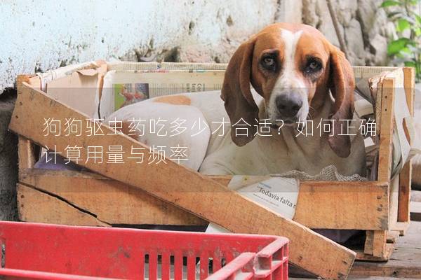 狗狗驅蟲藥吃多少才合適？如何正確計算用量與頻率