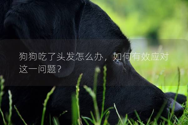 狗狗吃了頭發怎么辦，如何有效應對這一問題？