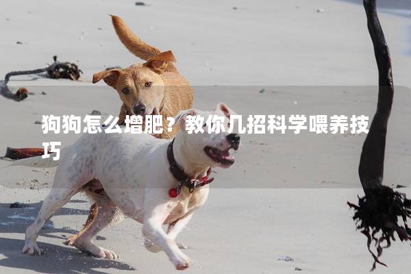 狗狗怎么增肥？教你幾招科學喂養技巧