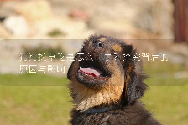 狗狗找草吃是怎么回事？探究背后的原因與影響