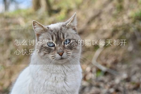 怎么討好貓咪，讓你的貓咪每天都開心快樂？