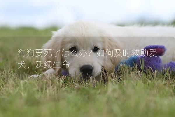 狗狗要死了怎么辦？如何及時(shí)救助愛犬，延續(xù)生命