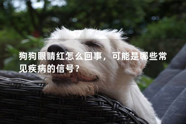 狗狗眼睛紅怎么回事，可能是哪些常見疾病的信號？