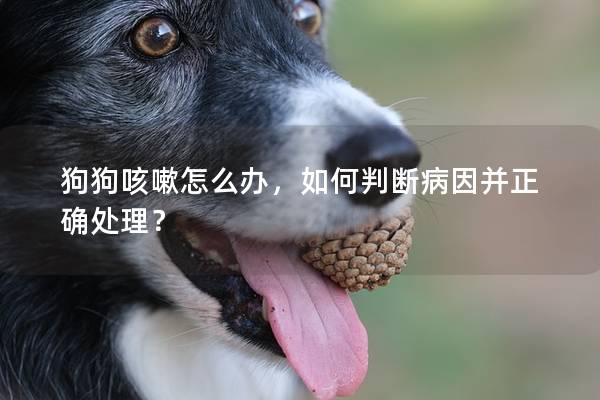 狗狗咳嗽怎么辦，如何判斷病因并正確處理？