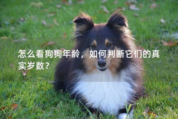 怎么看狗狗年齡，如何判斷它們的真實歲數？