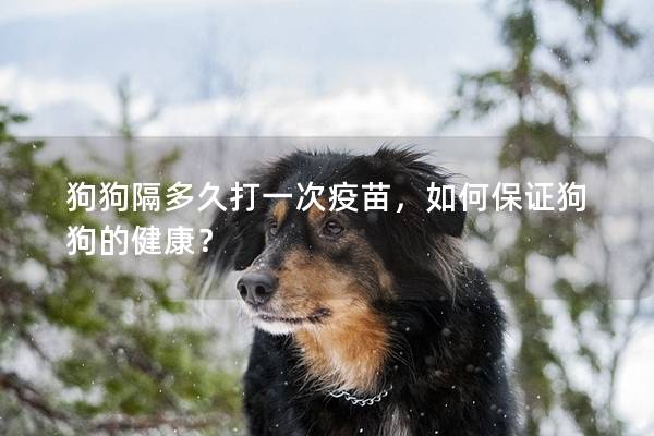 狗狗隔多久打一次疫苗，如何保證狗狗的健康？