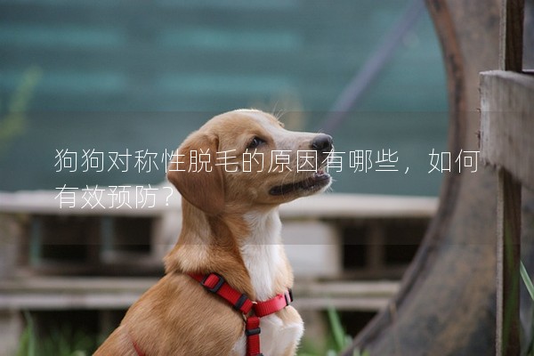 狗狗對(duì)稱性脫毛的原因有哪些,如何有效預(yù)防? 狗狗對(duì)稱性脫毛的原因有哪些,如何有效預(yù)防?