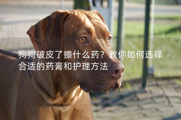 狗狗破皮了擦什么藥？教你如何選擇合適的藥膏和護理方法