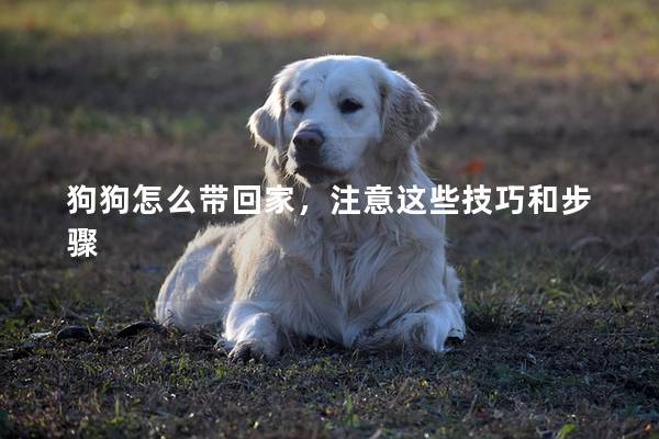 狗狗怎么帶回家，注意這些技巧和步驟