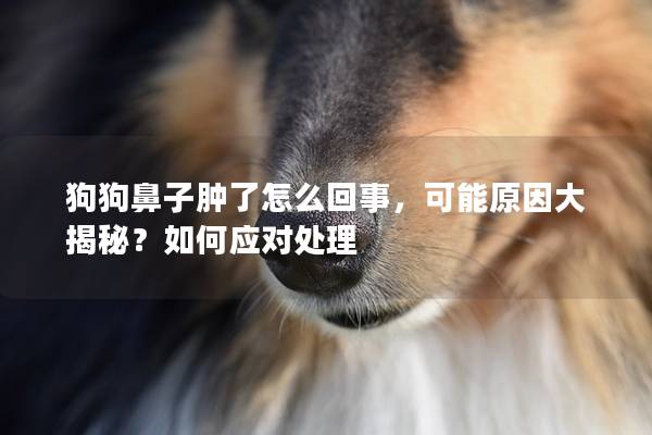 狗狗鼻子腫了怎么回事，可能原因大揭秘？如何應對處理