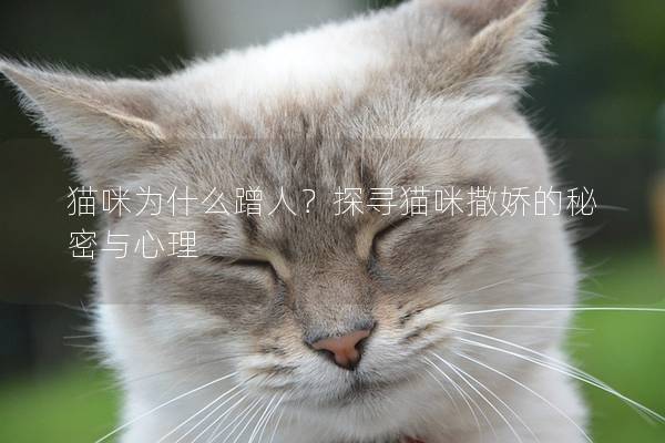 貓咪為什么蹭人?探尋貓咪撒嬌的秘密與心理 貓咪為什么蹭人?探尋貓咪撒嬌的秘密與心理