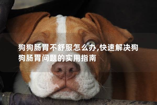 狗狗腸胃不舒服怎么辦,快速解決狗狗腸胃問題的實用指南