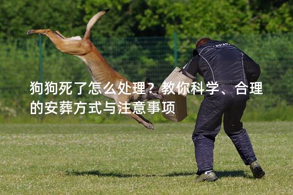 狗狗死了怎么處理？教你科學(xué)、合理的安葬方式與注意事項(xiàng)