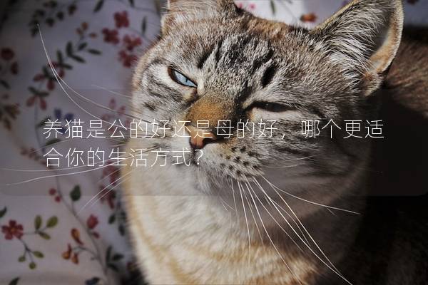 養貓是公的好還是母的好,哪個更適合你的生活方式? 養貓是公的好還是母的好,哪個更適合你的生活方式?