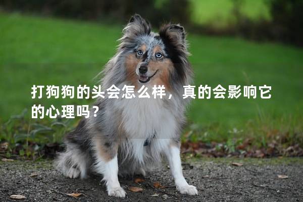 打狗狗的頭會怎么樣，真的會影響它的心理嗎？