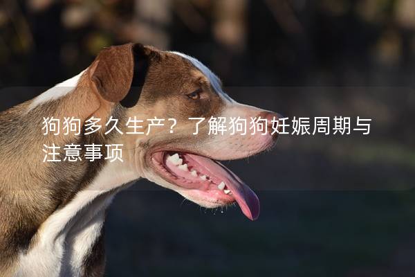 狗狗多久生產？了解狗狗妊娠周期與注意事項