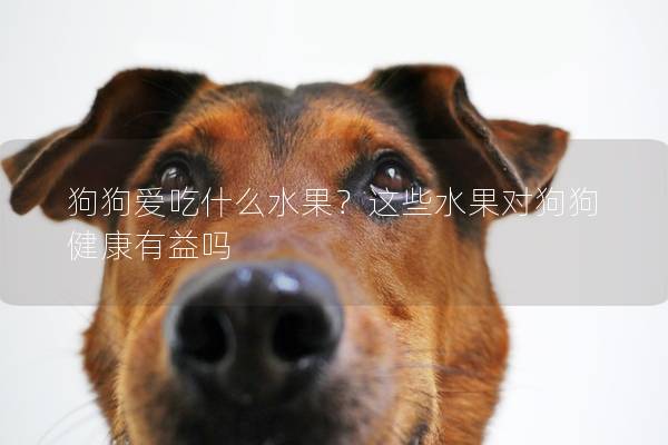 狗狗愛吃什么水果？這些水果對狗狗健康有益嗎