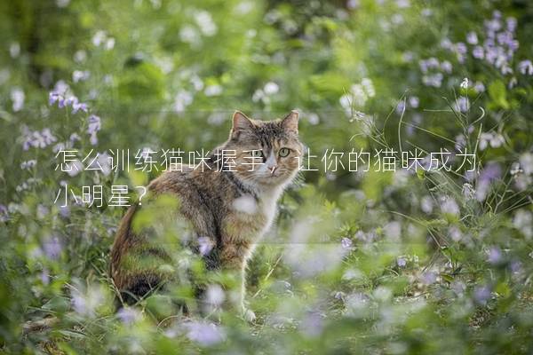 怎么訓(xùn)練貓咪握手，讓你的貓咪成為小明星？