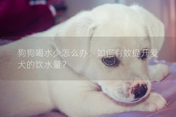 狗狗喝水少怎么辦，如何有效提升愛(ài)犬的飲水量？