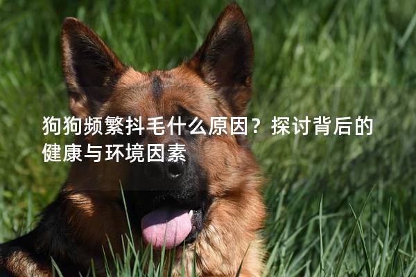 狗狗頻繁抖毛什么原因？探討背后的健康與環境因素