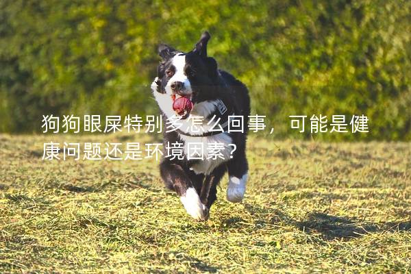 狗狗眼屎特別多怎么回事，可能是健康問題還是環境因素？