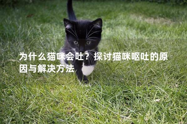 為什么貓咪會吐？探討貓咪嘔吐的原因與解決方法
