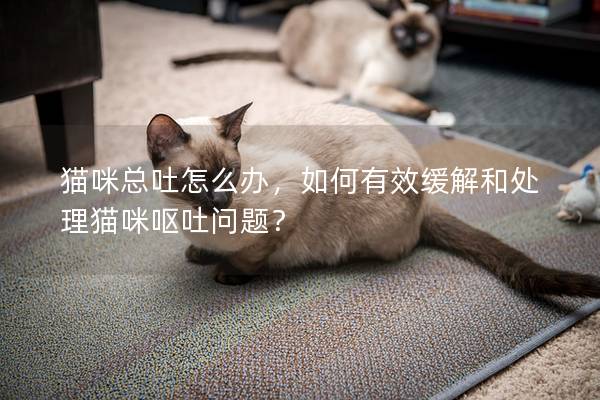 貓咪總吐怎么辦，如何有效緩解和處理貓咪嘔吐問題？