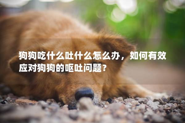 狗狗吃什么吐什么怎么辦，如何有效應對狗狗的嘔吐問題？