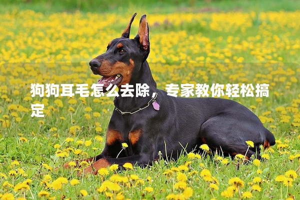狗狗耳毛怎么去除,專家教你輕松搞定 狗狗耳毛怎么去除,專家教你輕松搞定