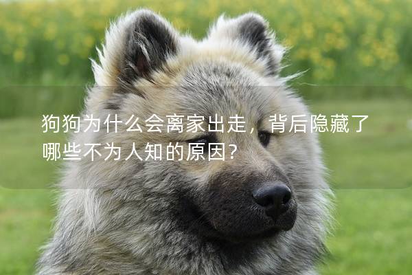 狗狗為什么會離家出走，背后隱藏了哪些不為人知的原因？