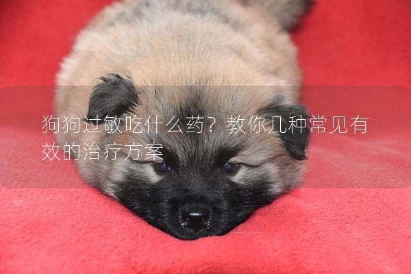 狗狗過敏吃什么藥？教你幾種常見有效的治療方案