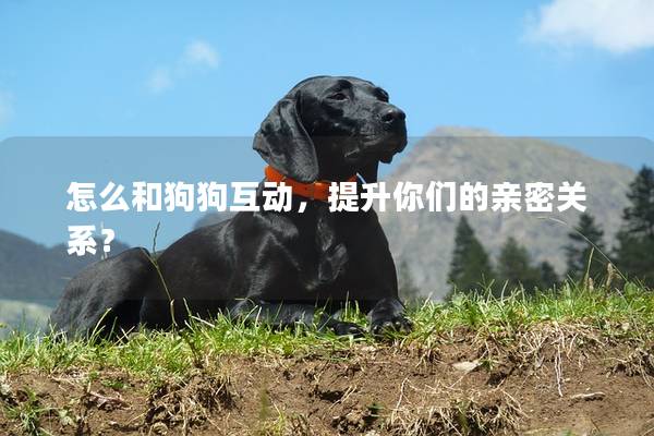 怎么和狗狗互動，提升你們的親密關系？