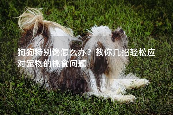 狗狗特別饞怎么辦？教你幾招輕松應對寵物的挑食問題