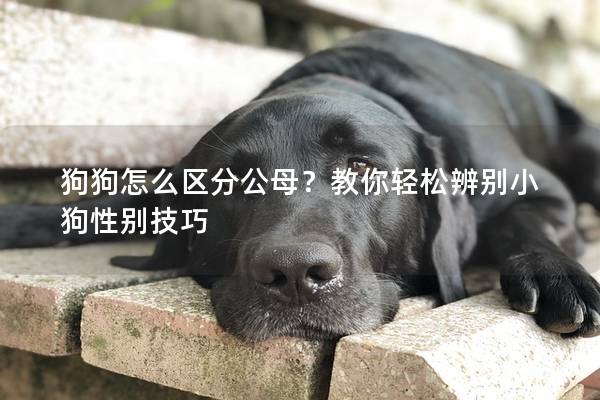 狗狗怎么區分公母？教你輕松辨別小狗性別技巧