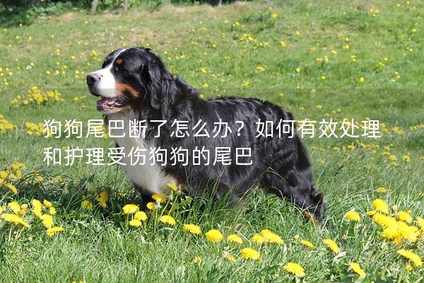 狗狗尾巴斷了怎么辦?如何有效處理和護理受傷狗狗的尾巴 狗狗尾巴斷了怎么辦?如何有效處理和護理受傷狗狗的尾巴