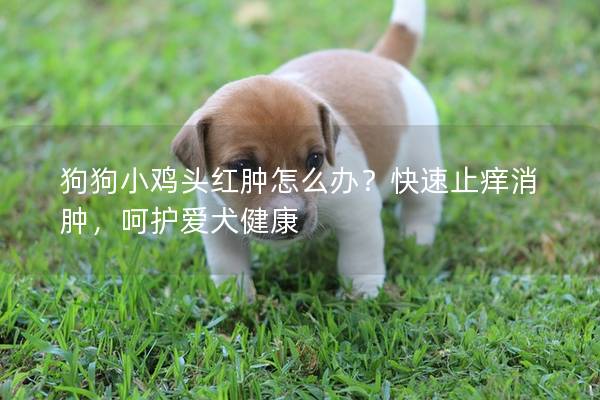 狗狗小雞頭紅腫怎么辦？快速止癢消腫，呵護愛犬健康