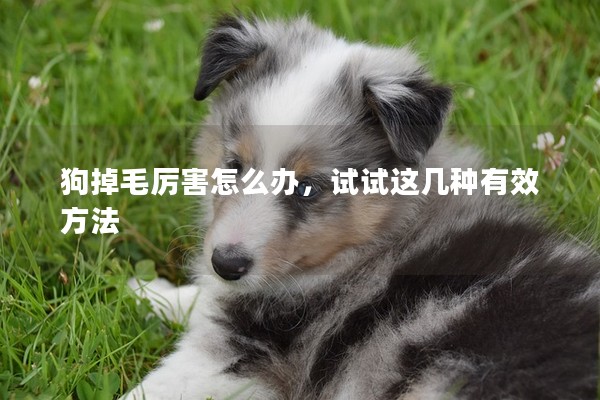狗掉毛厲害怎么辦,試試這幾種有效方法 狗掉毛厲害怎么辦,試試這幾種有效方法
