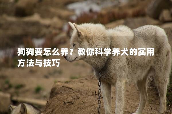 狗狗要怎么養?教你科學養犬的實用方法與技巧 狗狗要怎么養?教你科學養犬的實用方法與技巧