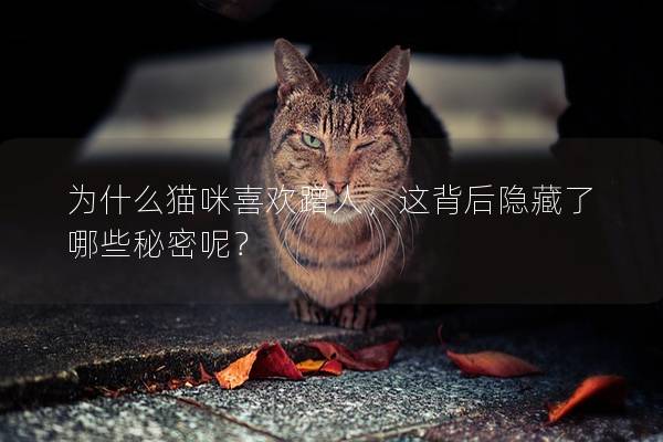 為什么貓咪喜歡蹭人，這背后隱藏了哪些秘密呢？