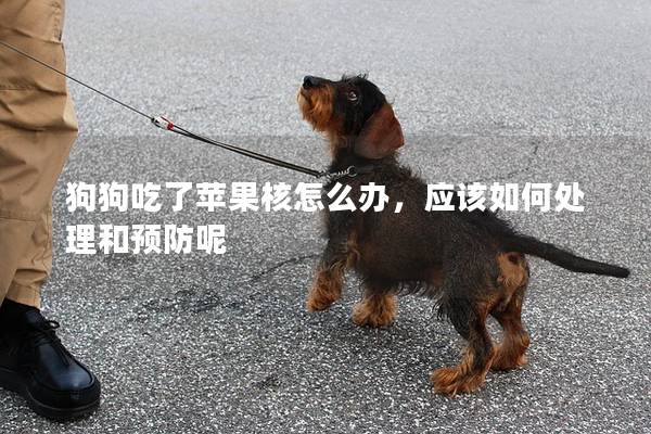 狗狗吃了蘋果核怎么辦，應(yīng)該如何處理和預(yù)防呢