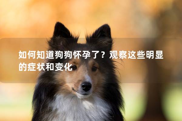 如何知道狗狗懷孕了？觀察這些明顯的癥狀和變化