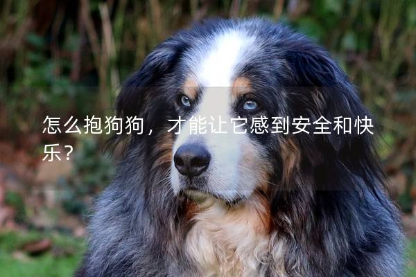 怎么抱狗狗，才能讓它感到安全和快樂？