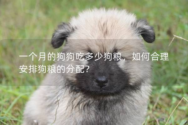 一個(gè)月的狗狗吃多少狗糧,如何合理安排狗糧的分配? 一個(gè)月的狗狗吃多少狗糧,如何合理安排狗糧的分配?