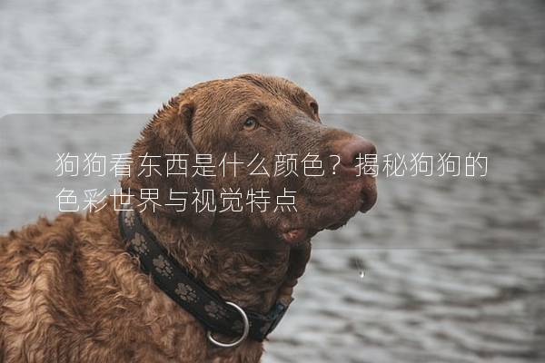 狗狗看東西是什么顏色？揭秘狗狗的色彩世界與視覺特點