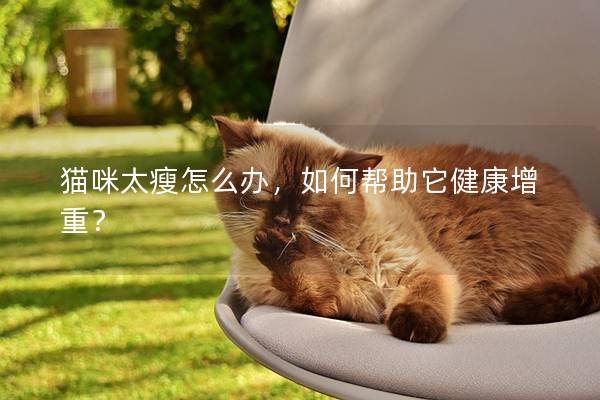 貓咪太瘦怎么辦，如何幫助它健康增重？