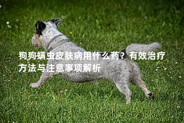 狗狗螨蟲皮膚病用什么藥?有效治療方法與注意事項解析 狗狗螨蟲皮膚病用什么藥?有效治療方法與注意事項解析