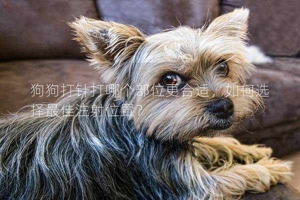 狗狗打針打哪個(gè)部位更合適，如何選擇最佳注射位置？